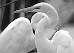 Galveston Birds 1 (August 3, 2008)